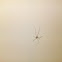 Daddy LongLegs (Cousin in french)