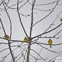 Yellowhammer