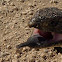 Shingleback Lizard