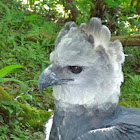 Harpy Eagle