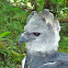 Harpy Eagle