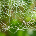 spiderweb