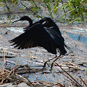 Little Blue Heron