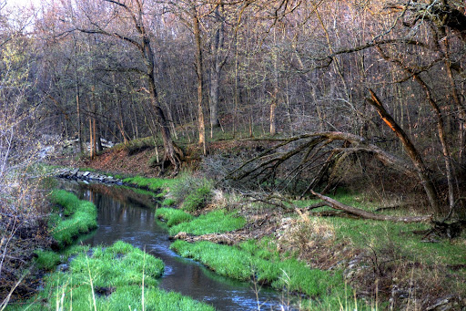 Stream in Polk City