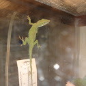 Green Anole