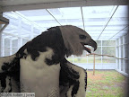 Harpy Eagle