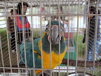 Anna the blue throated macaw