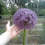 Allium - Globemaster