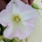 Hedge Bindweed