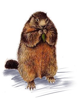 [marmota[1].jpg]