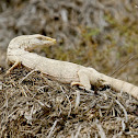 Desert Monitor