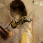 Golden Carpenter Ant