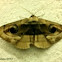 Owlet Moth