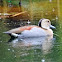 Ringed Teal