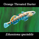 Orange Throated Darter