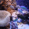 Green Chromis