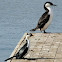 Little Pied cormorant 