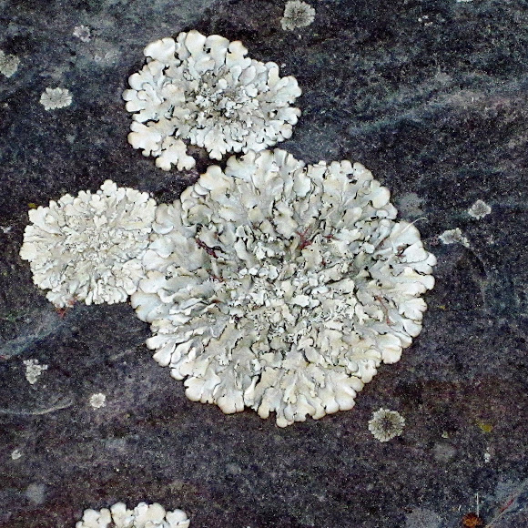 Spotting Image 1