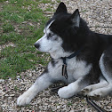 Siberian husky (Husky siberiano)