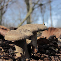 Fringed Polypore