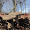 Fringed Polypore