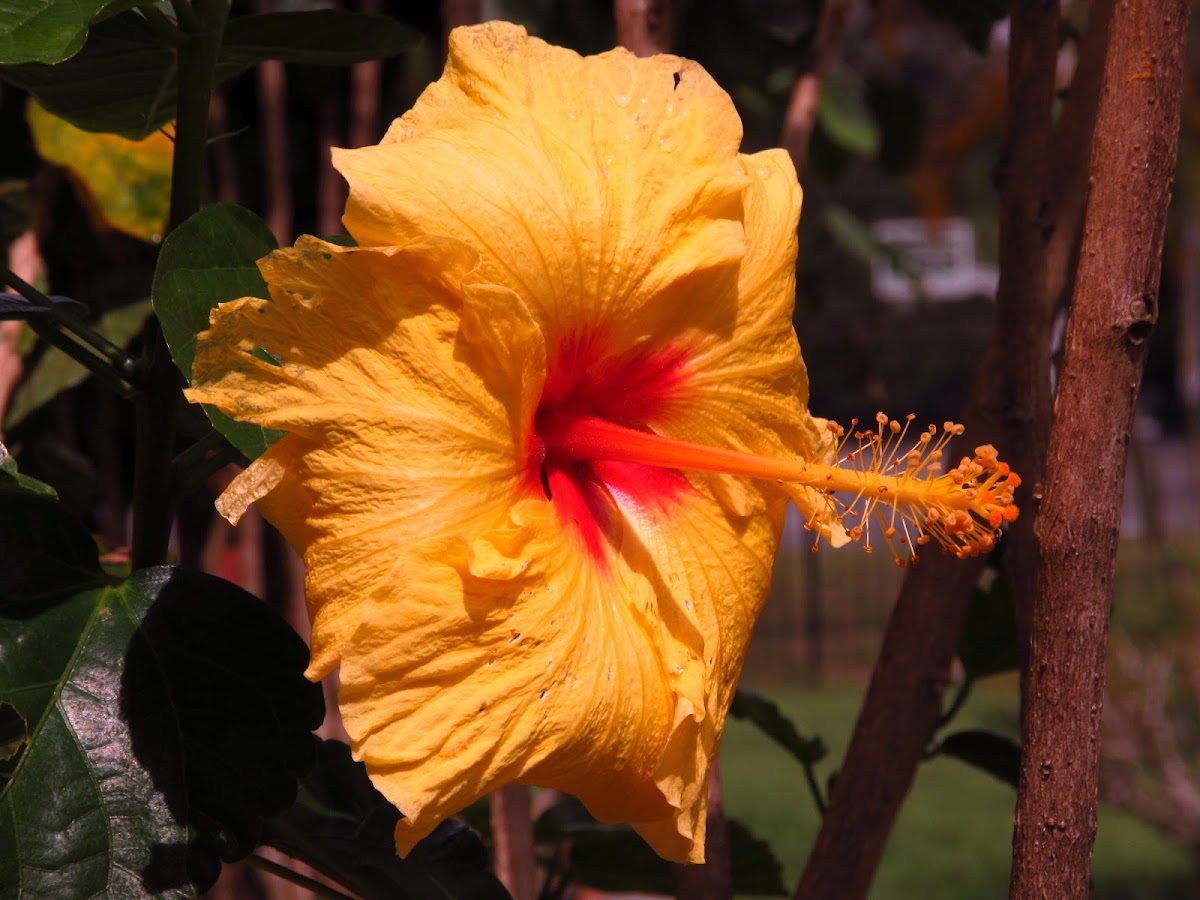 hibiscus