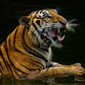 Yummy! by Charliemagne Unggay - Animals Lions, Tigers & Big Cats ( big cat, wild, tiger, hungry, animal )