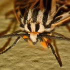 Phyllira tiger moth