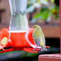 Yellow Warbler