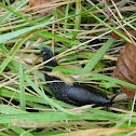 Black slug
