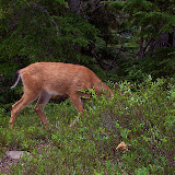 More deer at Boulder Lake