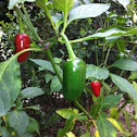 Jalapeño