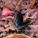 Butterfly - Red-Spotted Purple