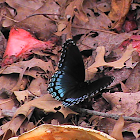 Butterfly - Red-Spotted Purple