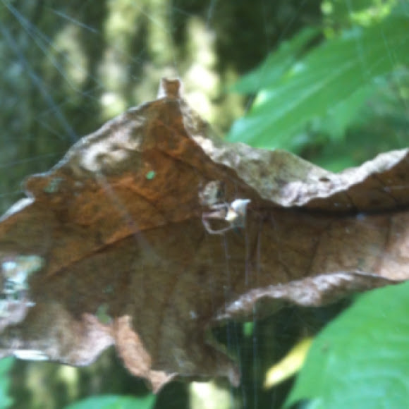 Spotting Image 1