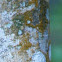 Brown Lichen