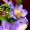 Clematis "Angelique"