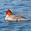 Goosander (female)