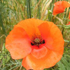Common Poppy