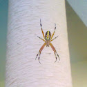 Spider