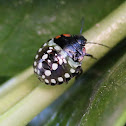 Southern Green Stink Bug