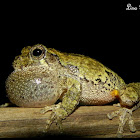 Cope's Gray Treefrog