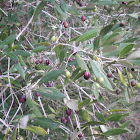 Acebuche
