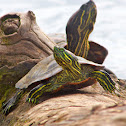 Red-eared Sliders