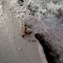 Red Ants
