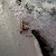 Red Ants