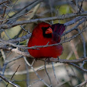 Northern Cardinal