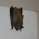 Brown bat