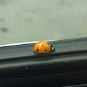 Seven-spotted ladybug