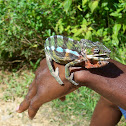 Panther chameleon